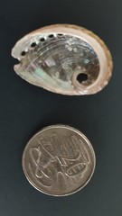 Haliotis coccoradiata