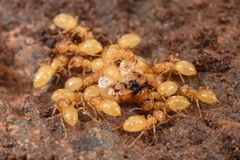 Lasius talpa