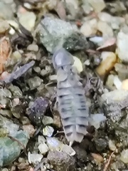 Phosphaenus hemipterus