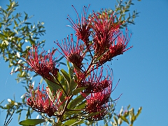 Grevillea decora