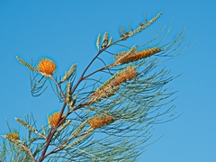 Grevillea decora