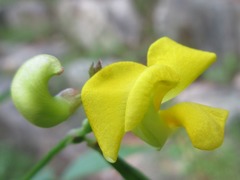 Vigna angularis nipponensis
