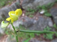 Vigna angularis nipponensis