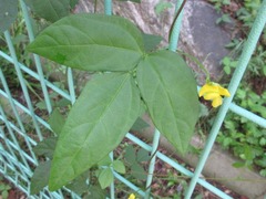 Vigna angularis nipponensis