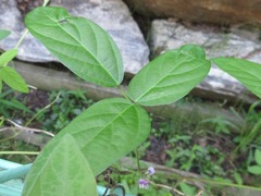 Glycine max soja