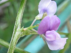 Glycine max soja
