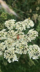 Rhagonycha fulva