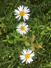 Leucanthemum maximum