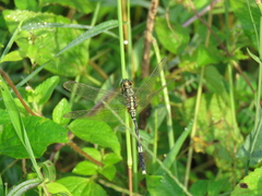 Orthetrum sabina