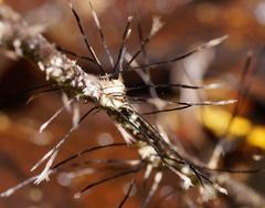 Xylaria filiformis