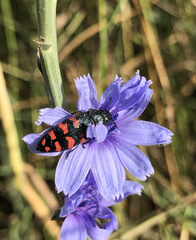 Acmaeodera pulchra