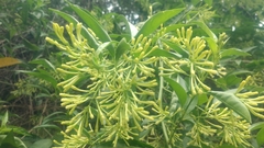 Cestrum nocturnum