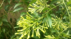 Cestrum nocturnum