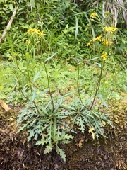 Senecio taitungensis