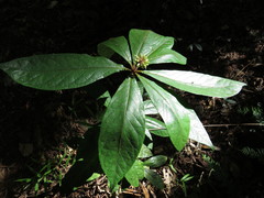 Pittosporum rubiginosum