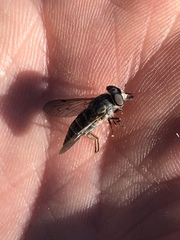 Apatolestes