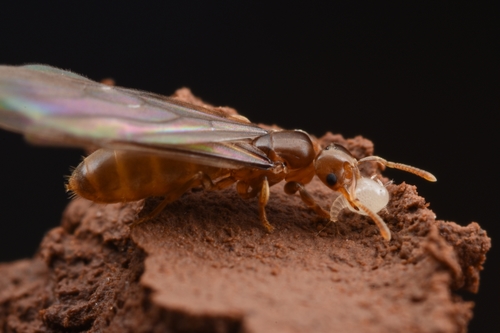Acropyga sauteri