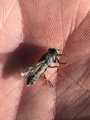 Apatolestes