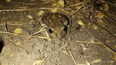 Pelobates vespertinus