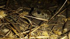 Pelobates vespertinus