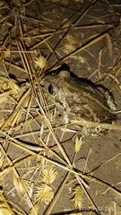 Pelobates vespertinus