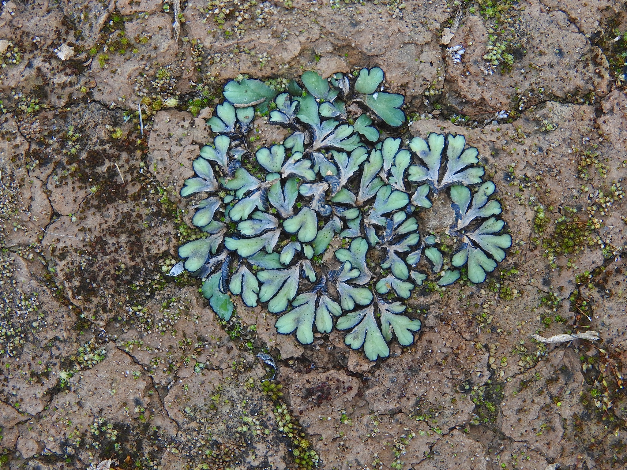 Riccia inflexa