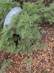 Ambrosia confertiflora