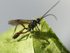 Ichneumonidae