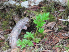 Angelica morrisonicola
