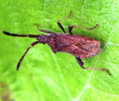 Coriomeris denticulatus