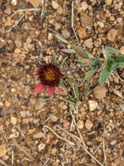 Gaillardia amblyodon