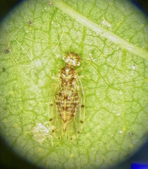 Ectopsocus petersi