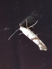 Argyresthia curvella
