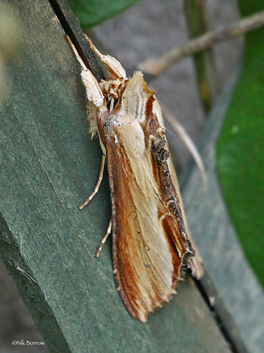 Mullein Moth
