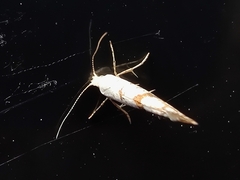 Argyresthia curvella