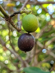 Alyxia spicata
