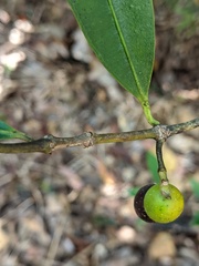 Alyxia spicata