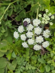 Graphosoma rubrolineatum