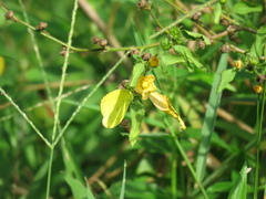 Eurema