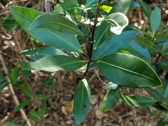Alyxia spicata