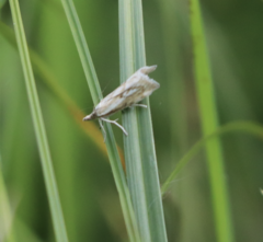 Catoptria petrificella