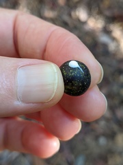 Alyxia spicata