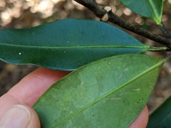 Alyxia spicata