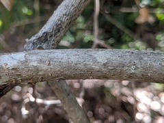 Alyxia spicata