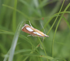 Catoptria