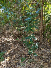 Alyxia spicata