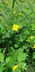 Chelidonium majus