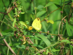 Eurema blanda
