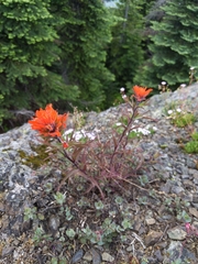 Castilleja hispida