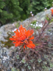 Castilleja hispida